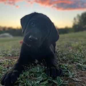 Meet your Posher, Bree